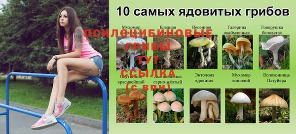 шишки Абинск